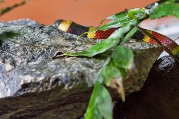 Exhibición de Reptiles y Amfibios, Monteverde, Costa Rica